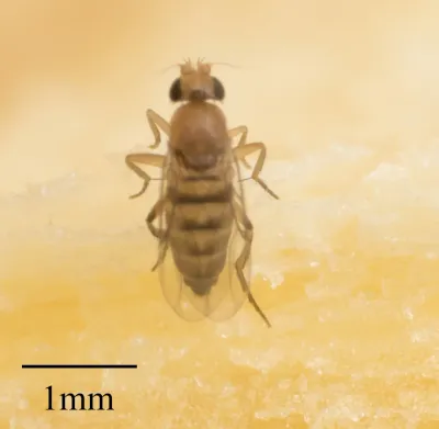 Top-down view of a scuttle fly showing its striped abdomen and humpbacked thorax