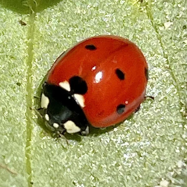 Seven-spotted lady beetle on a leaf showing red wing covers with black spots and white patches beside the head