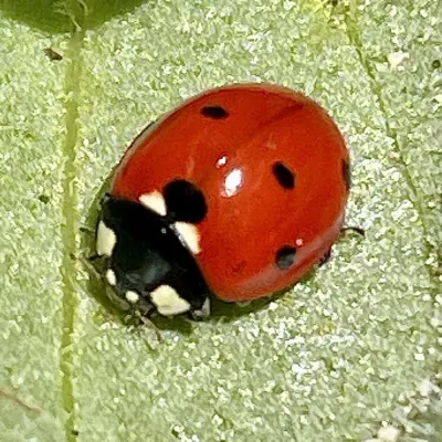 Seven-spotted lady beetle on a leaf showing red wing covers with black spots and white patches beside the head