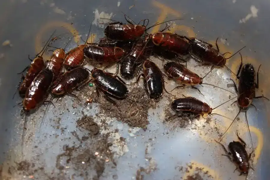 Cockroaches in a container