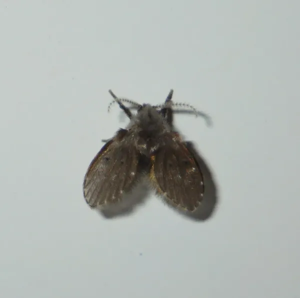 Close-up of a sewer fly showing its characteristic fuzzy, moth-like wings on a white surface