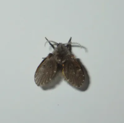 Close-up of a sewer fly showing its characteristic fuzzy, moth-like wings on a white surface