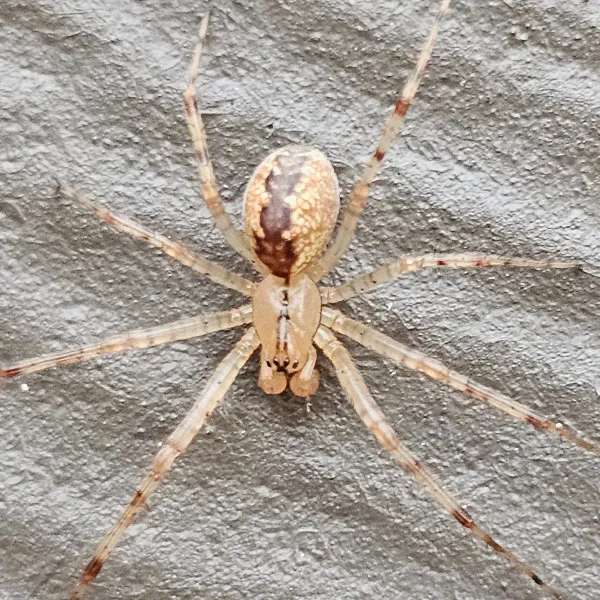 Top-down view of a hammock spider, a common sheet web spider, showing its pale legs and tan abdomen with a dark brown central stripe