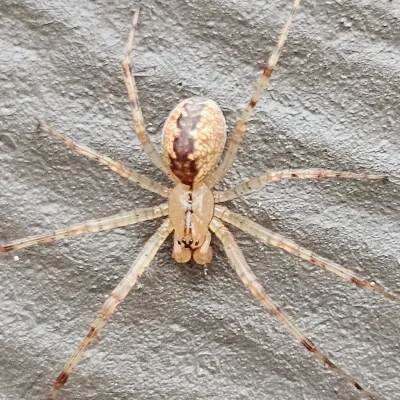 Top-down view of a hammock spider, a common sheet web spider, showing its pale legs and tan abdomen with a dark brown central stripe