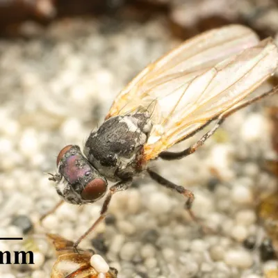 Close-up side view of a shore fly showing its dark body and clear wings