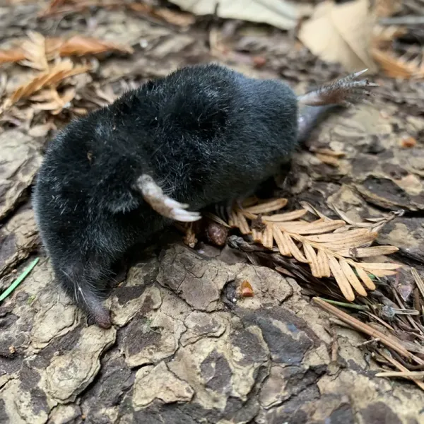Close-up of an American shrew mole showing dark fur and elongated claws on forest floor