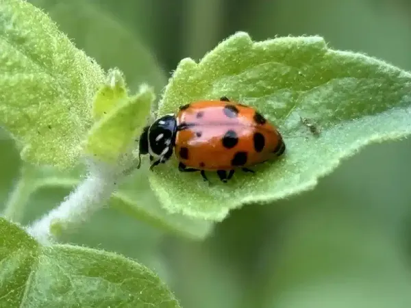 Bugs That Look Like Ladybugs: Asian Beetles & Other Mimics
