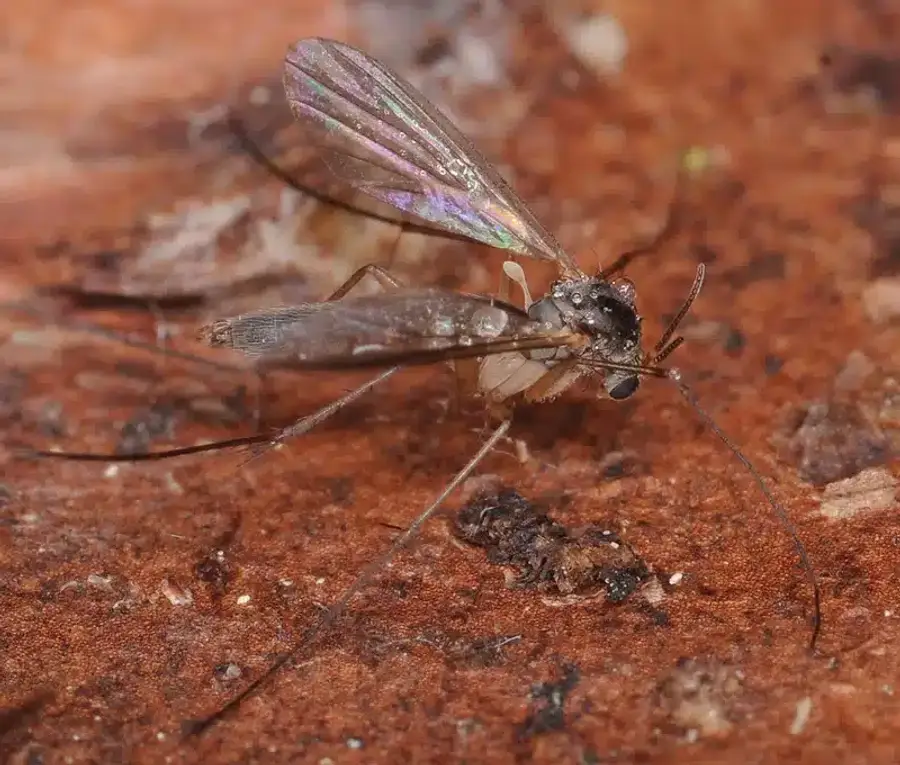 Side view of fungus gnat showing slender mosquito-like body
