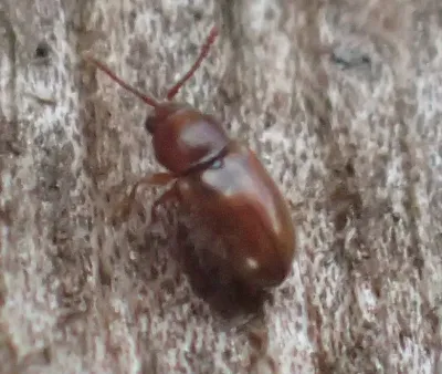 Silken Fungus Beetles