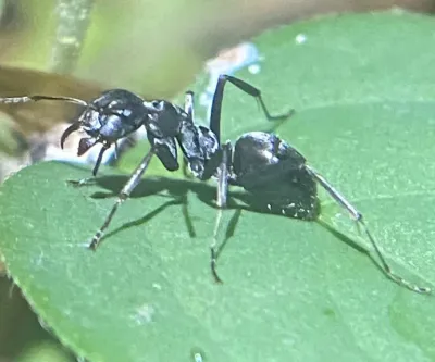 Silky Ants