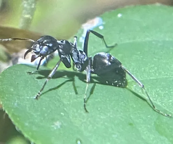Silky ant worker standing on a green leaf, showing its black body, long legs, and the dip in the middle of its thorax