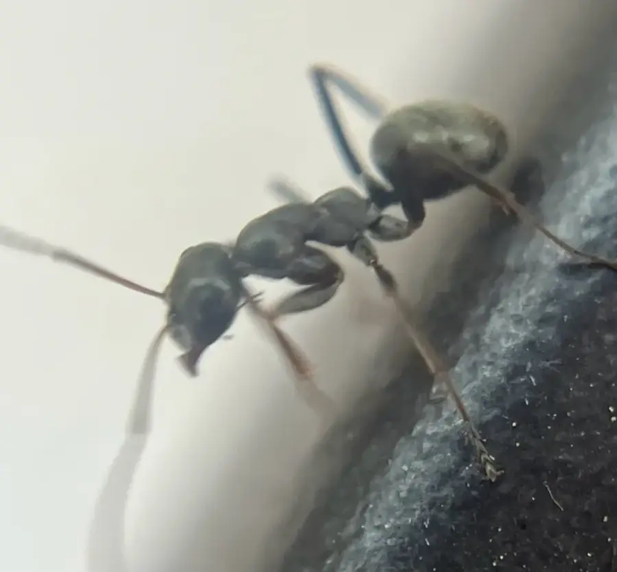 Black silky field ant seen from the side showing a thorax with a dip in the middle