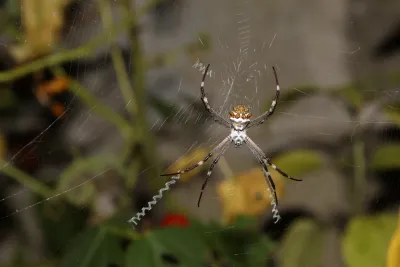 Silver garden spider centered in its orb web showing silvery body markings and banded legs