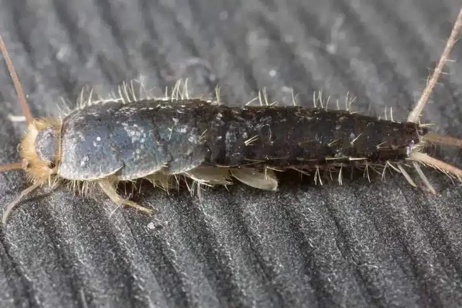 Silverfish on a surface showing silvery scales and body shape