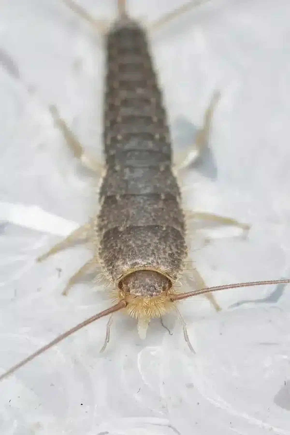 Close-up of a silverfish insect
