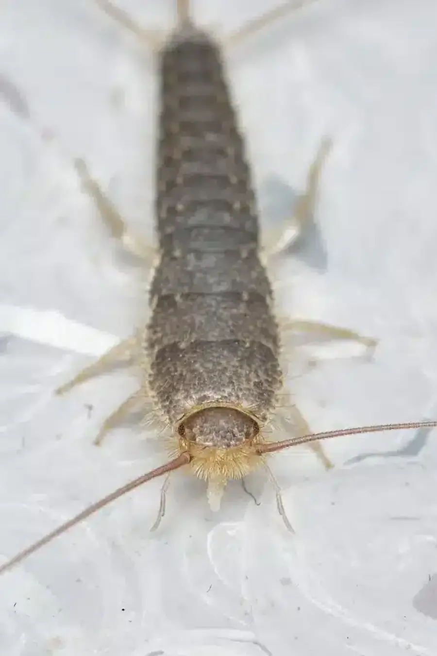 Close-up of a silverfish insect