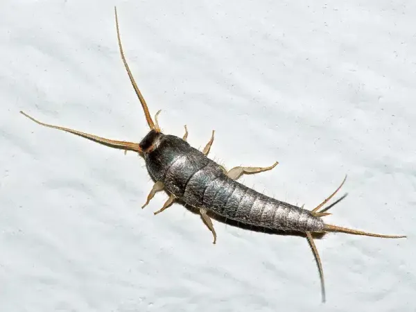 Silverfish Control: Complete Guide to Removing These Pests