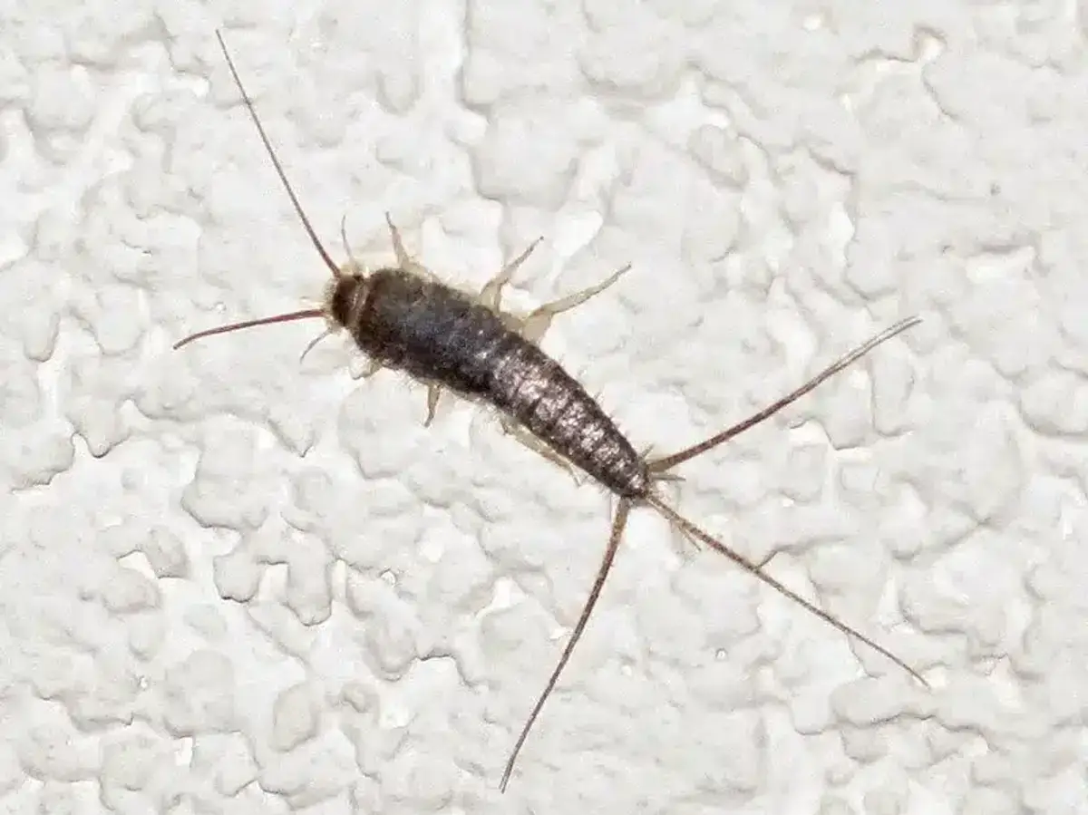 Silverfish on a textured wall