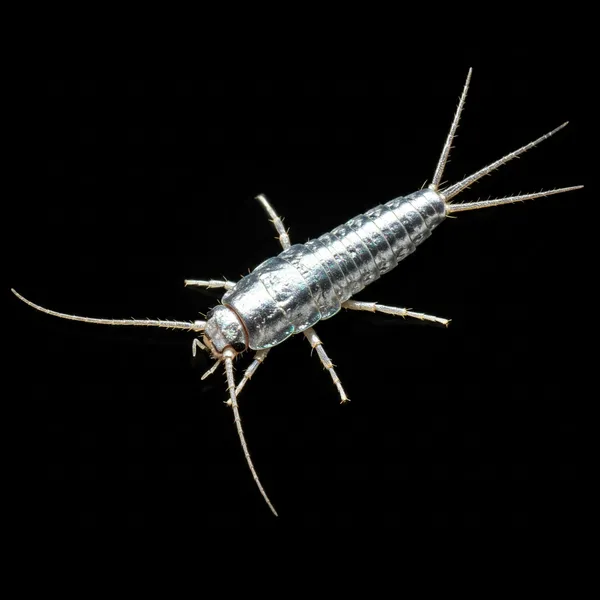 Silverfish image