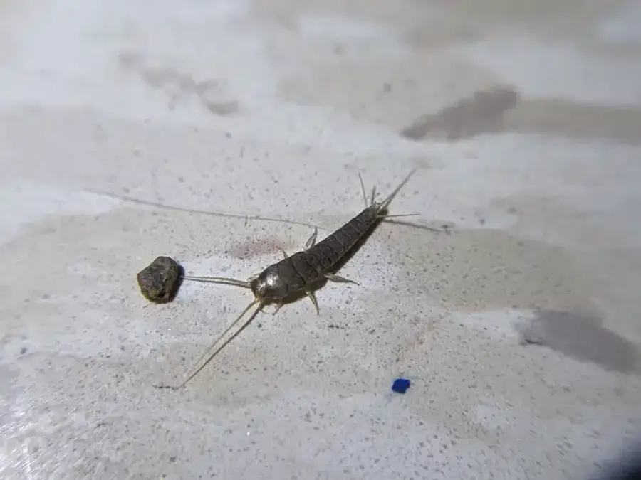 Silverfish showing silver body and fish-like shape