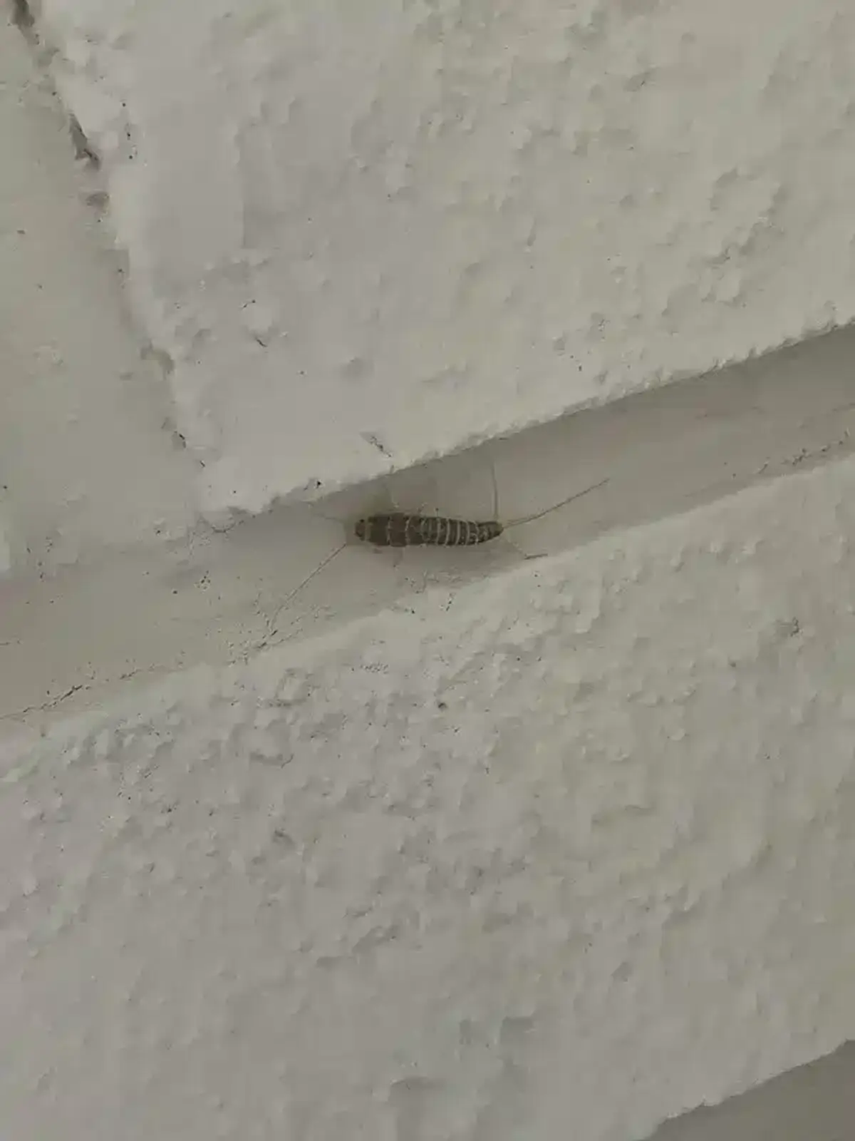 Silverfish hiding in a wall crack demonstrating typical harborage areas