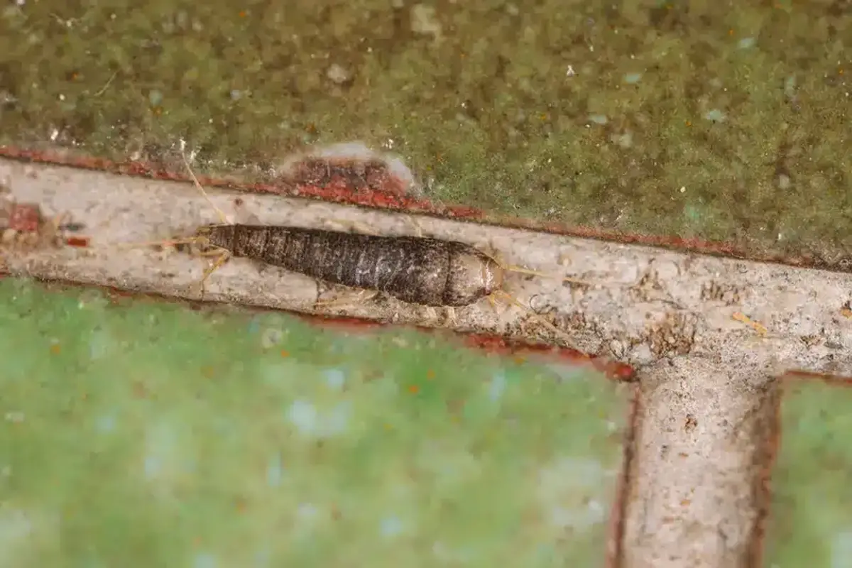 Silverfish on indoor tile showing preference for moisture-rich indoor environments