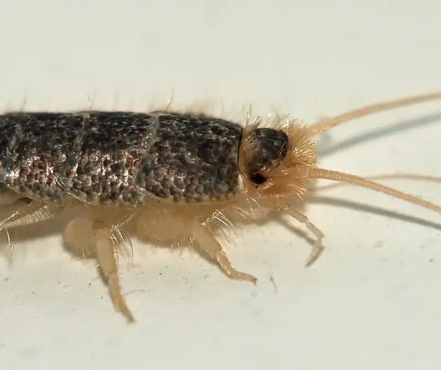 Close-up of a silverfish insect