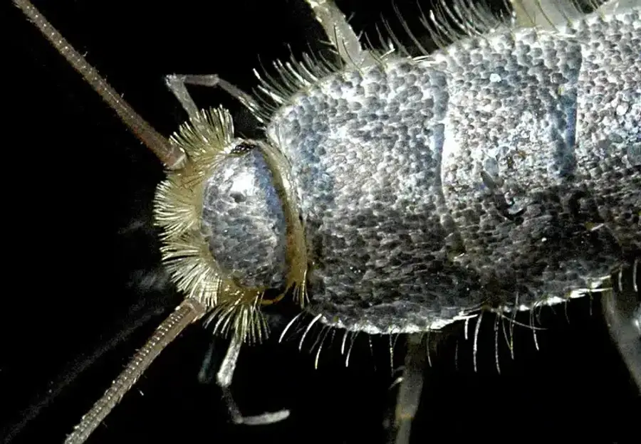 Close-up of a silverfish insect