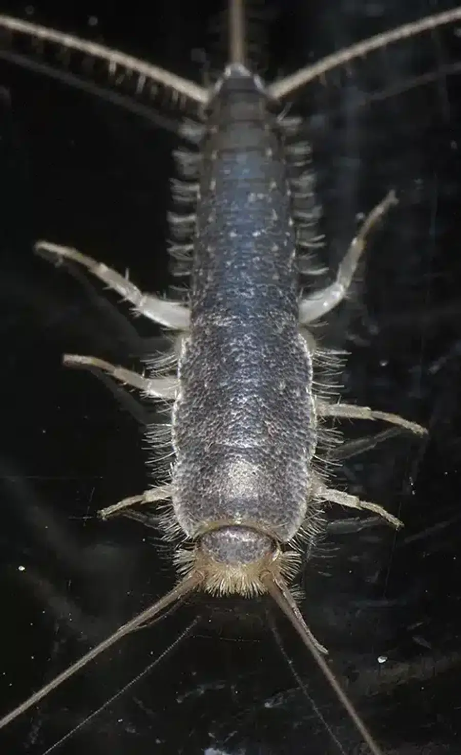 Close-up of a silverfish insect