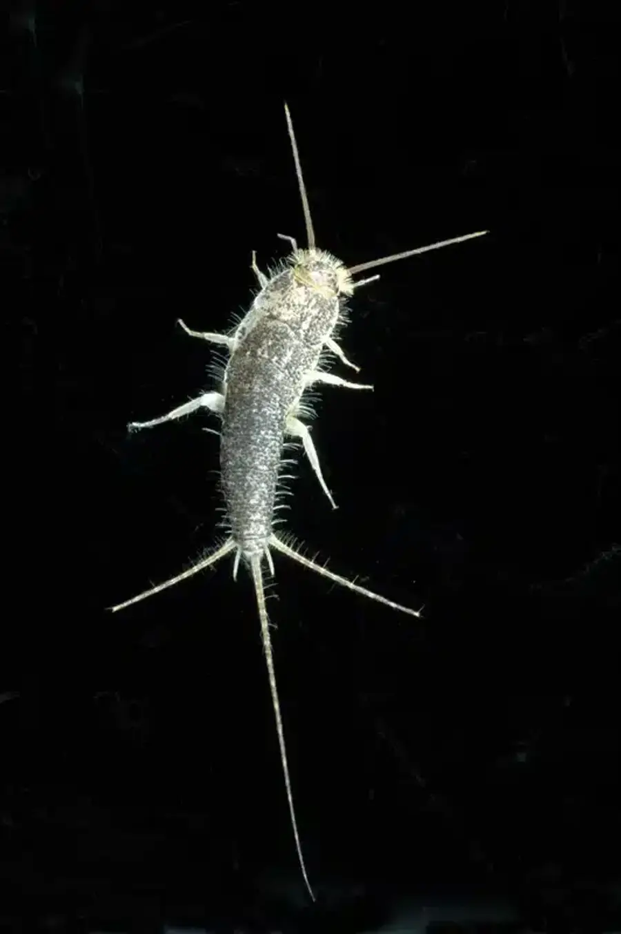 Close-up of a silverfish insect