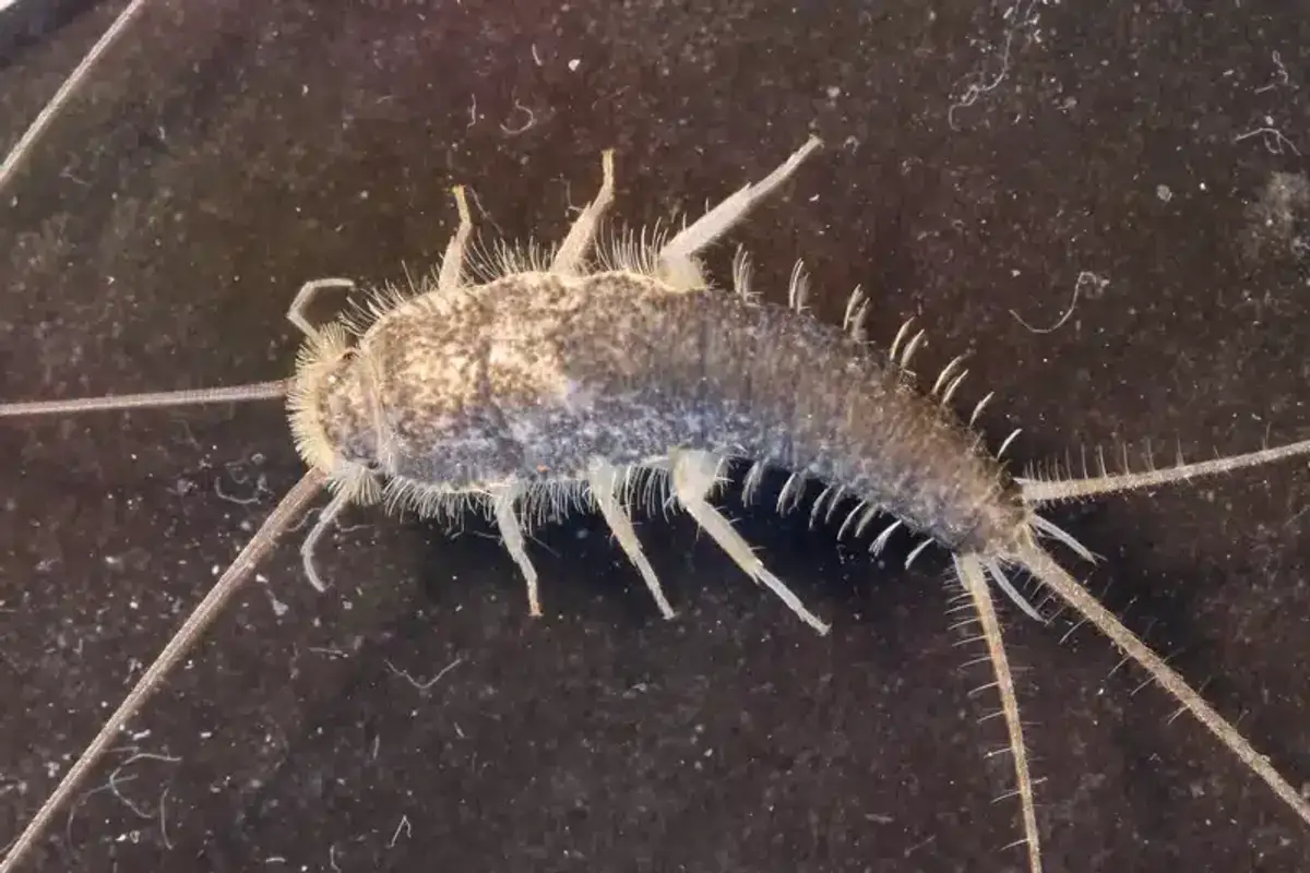 Close-up of a silverfish showing its silvery scales and carrot-shaped body