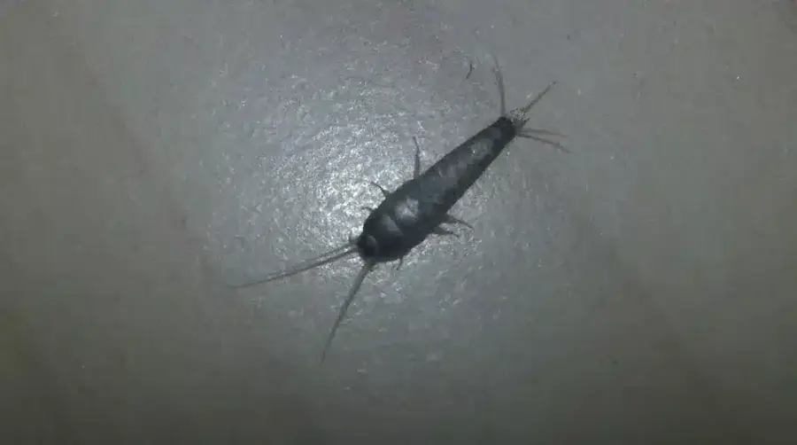 Silverfish insect on a surface