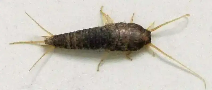 Silverfish insect on a white surface