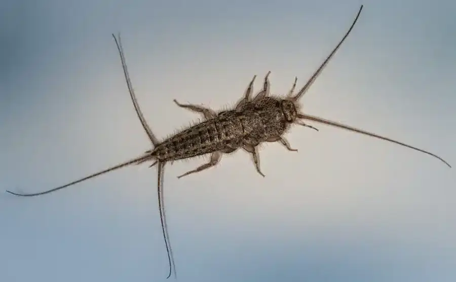 Silverfish insect on white surface