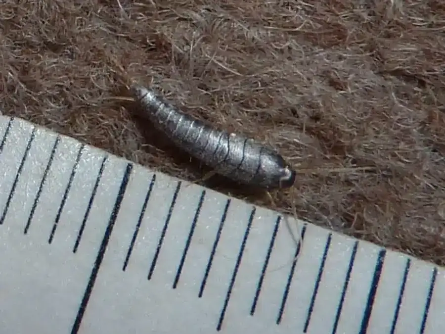 Silverfish next to a ruler showing its size of about half an inch