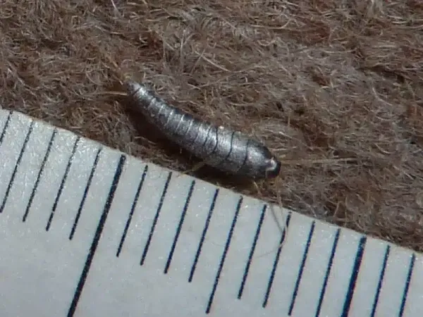 Silverfish Diet: What These Household Pests Actually Eat