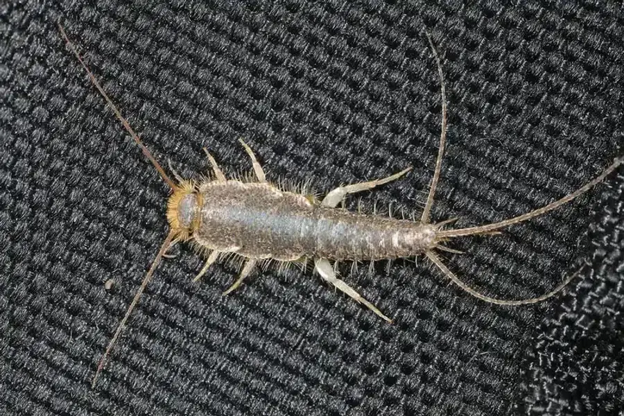 Silverfish insect on black fabric