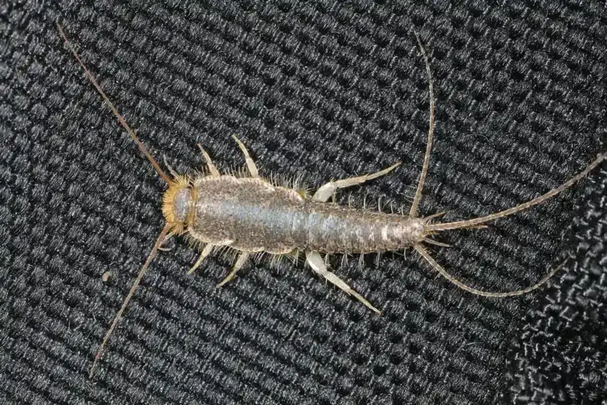 Silverfish crawling on dark fabric, showing its silvery scales, long antennae and three tail bristles