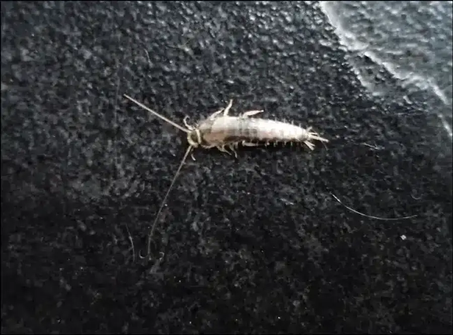 Silverfish on a dark surface