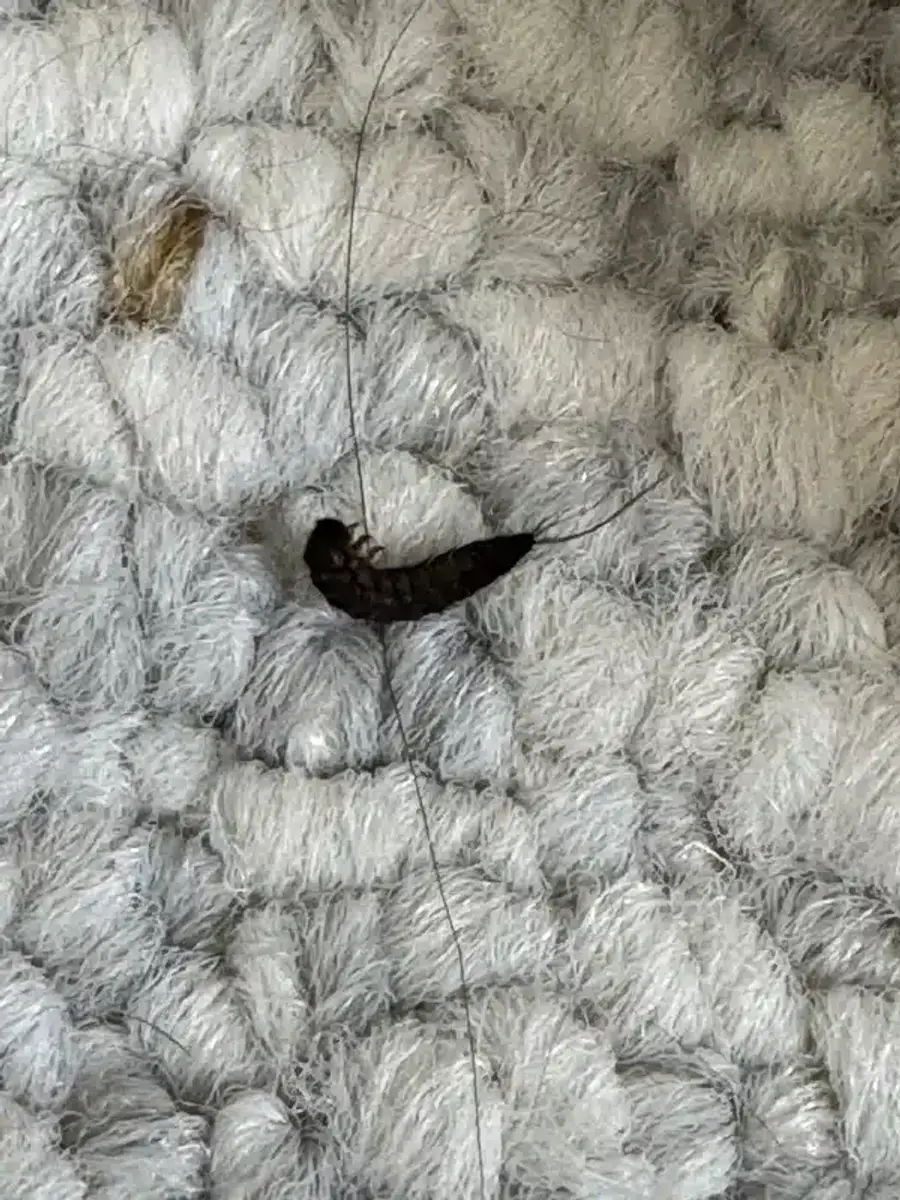 Silverfish on white carpet showing contrast for easy identification
