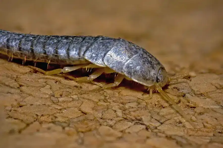 Silverfish on a cracked surface showing its three tail bristles and antennae