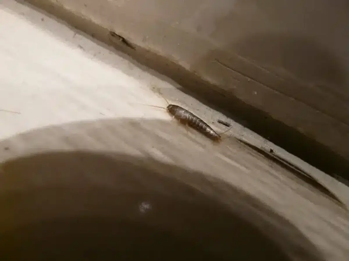 Silverfish crawling along a floorboard near a baseboard