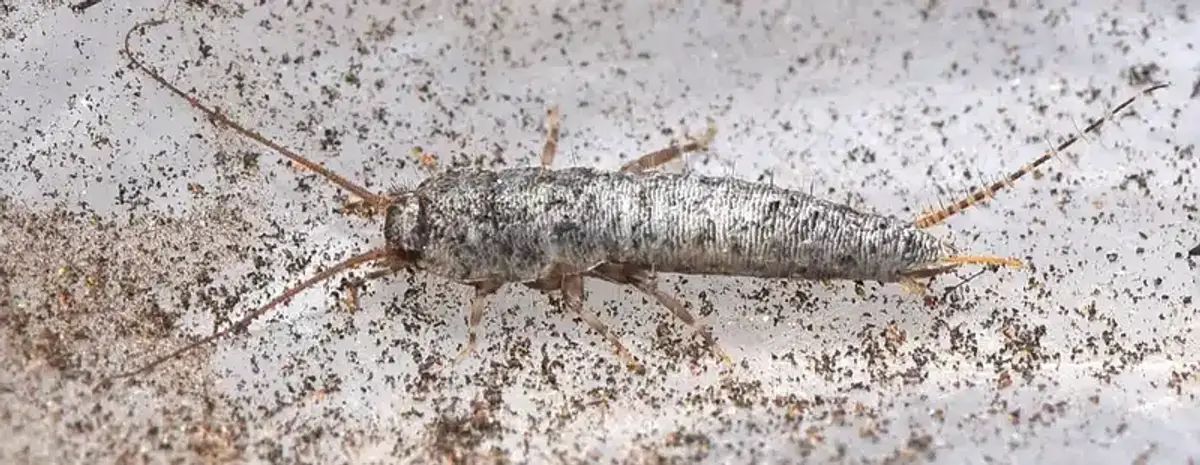 Silverfish insect on a surface