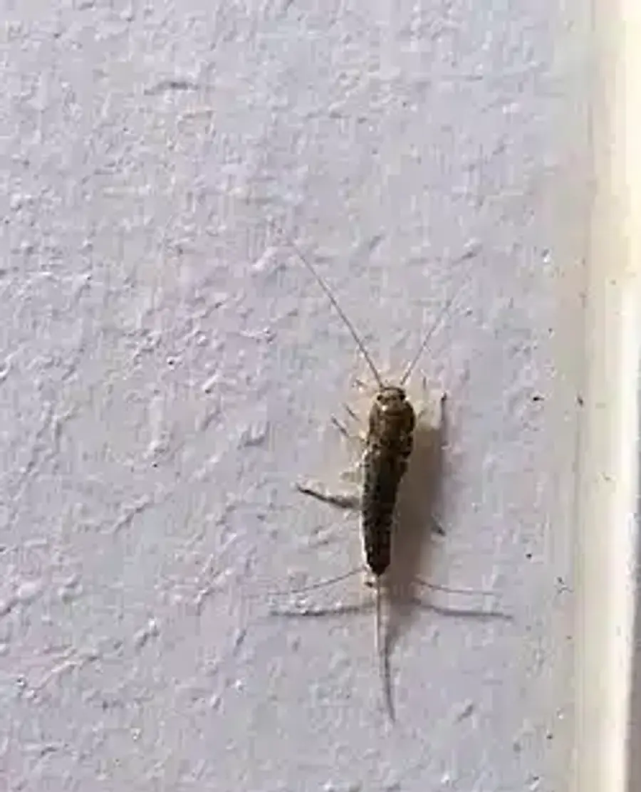 Silverfish on a white wall