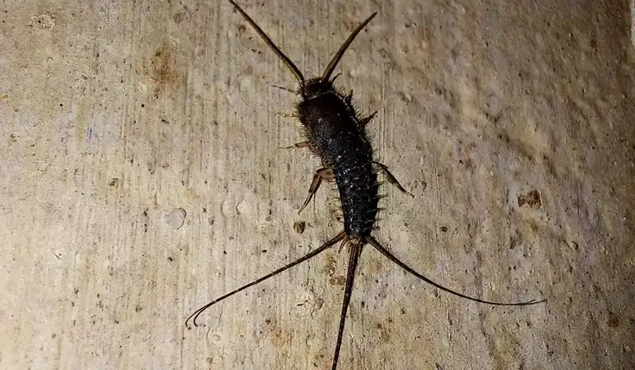 Silverfish crawling on a surface