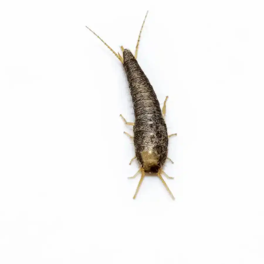 Silverfish insect on a white background
