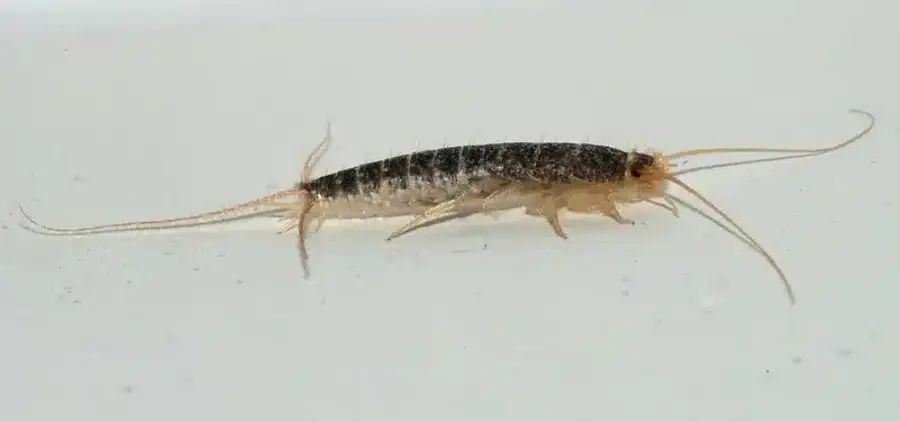 Silverfish on white surface showing elongated carrot-shaped body