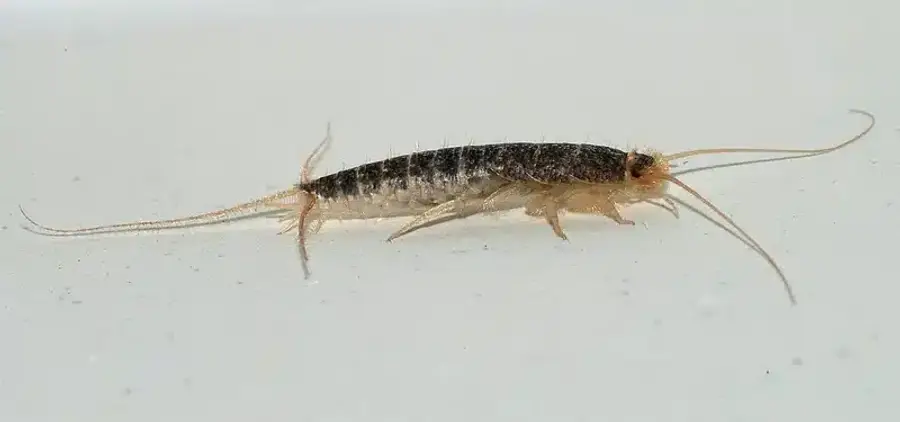 Silverfish on a white surface showing its carrot-shaped body and metallic scales