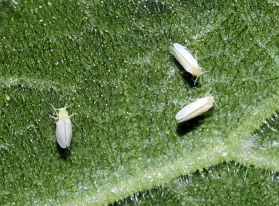 Three silverleaf whiteflies resting on a green leaf surface showing their characteristic white wings