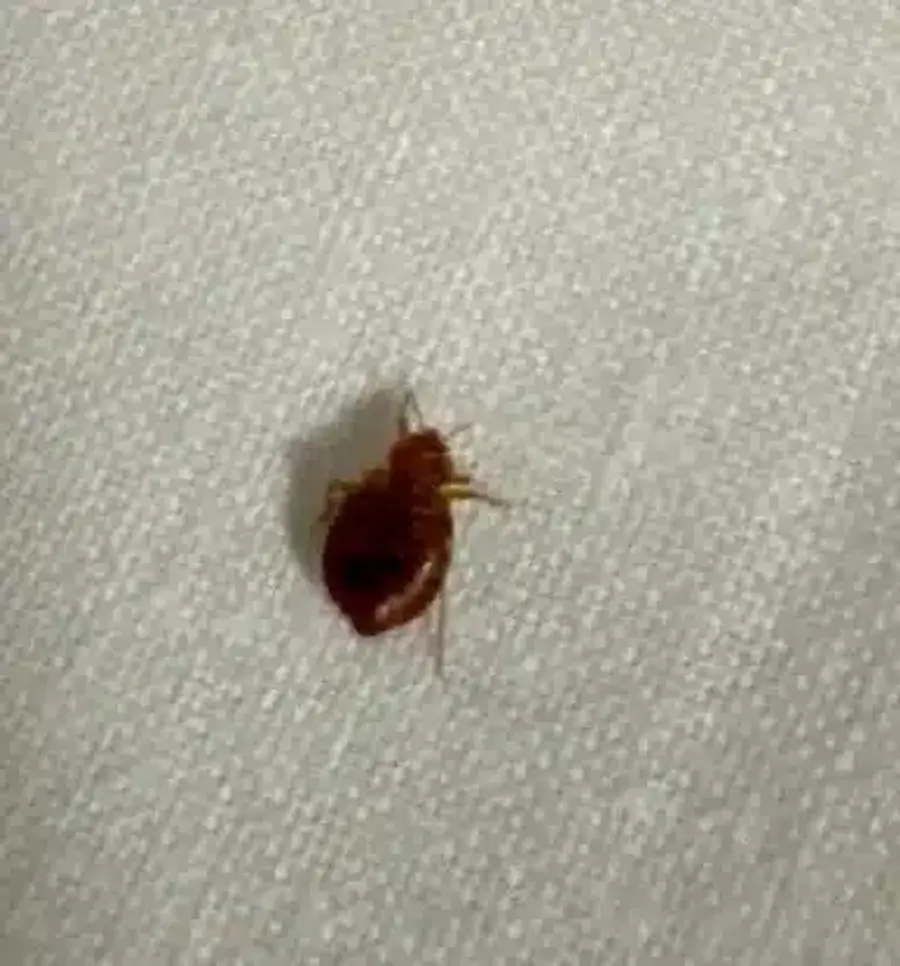 Single bed bug on white fabric
